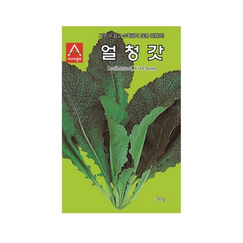 민속채소씨앗 얼청갓 (30g,600g) - 다수확 품종