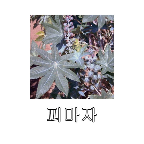 민속채소씨앗 피마자 (10g) - 쯔비마