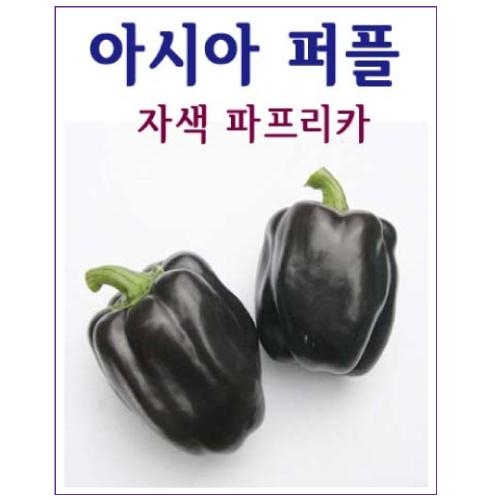 파프리카씨앗종자 아시아 퍼플(10립)-상품성 우수