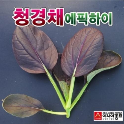 청경채씨앗 에픽하이(500립,4000립) - 자색청경채