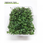 새싹씨앗 적콜라비싹(30g,1kg)