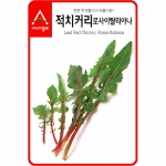 어린잎채소씨앗 적치커리(1500립,45g,90g)