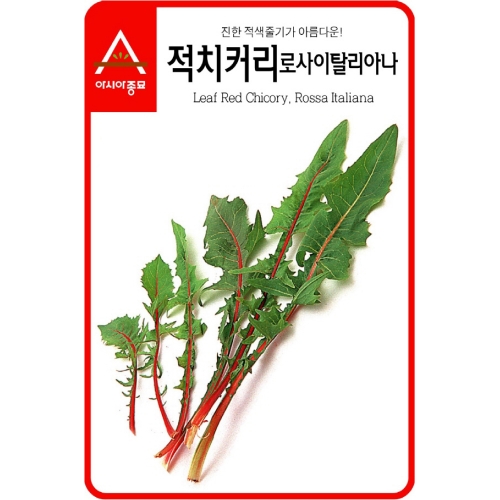 어린잎채소씨앗 적치커리(1500립,45g,90g)