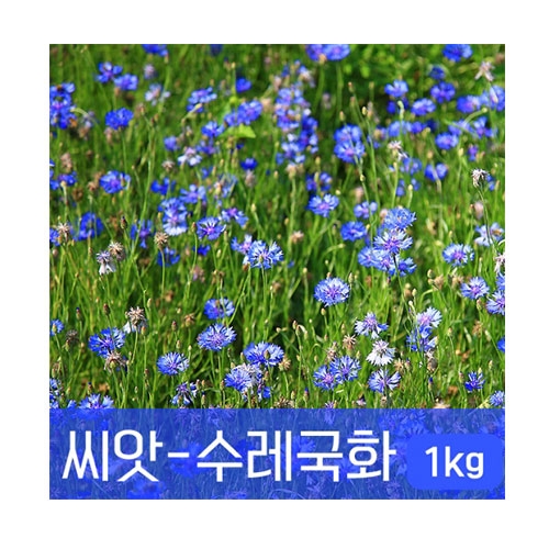 [조이가든]수레국화 씨앗 1kg - 꽃씨