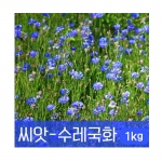 [조이가든]수레국화 씨앗 1kg - 꽃씨