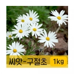 [조이가든]구절초 씨앗 1kg - 꽃씨