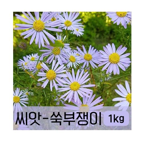 쑥부쟁이 꽃씨 씨앗 1kg