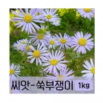 쑥부쟁이 꽃씨 씨앗 1kg