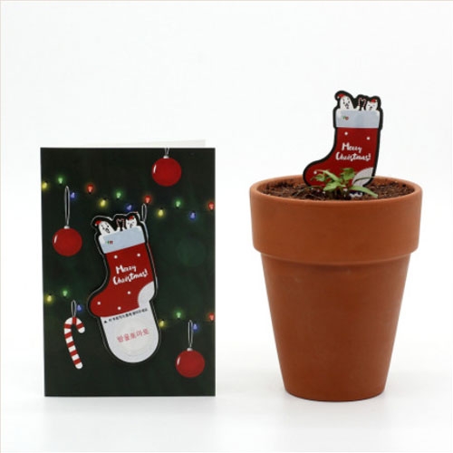 틔움 크리스마스카드 - 양말 모양 방울토마토 씨앗 선물
