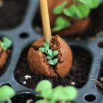 틔움 씨드깃발 - 방울토마토 키우기 쉬운 씨앗