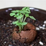 틔움 씨드볼 - 방울토마토 키우기 쉬운 씨앗