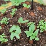 틔움 씨드볼 6종 - 스위트바질 방울토마토 미니해바라기 봉선화 나팔꽃 패랭이꽃