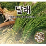 달래 종구 씨앗 400g -봄철무침나물