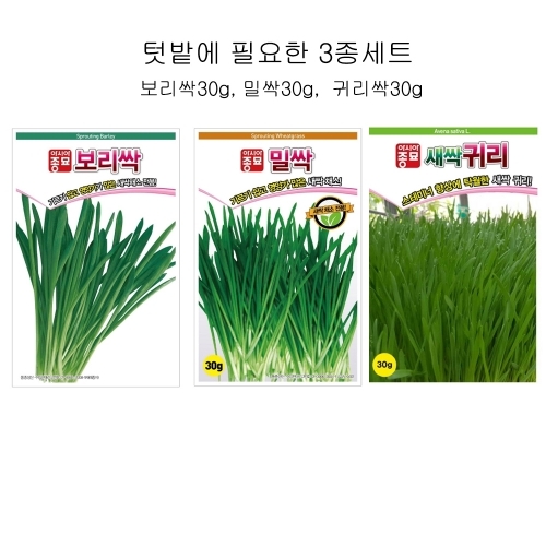 특가할인 씨앗 3종세트(보리싹30g, 밀싹30g, 귀리싹30g)