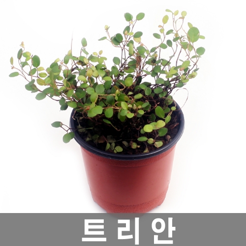 공기정화식물 모음전- 감성 인테리어 싱그러운 공간