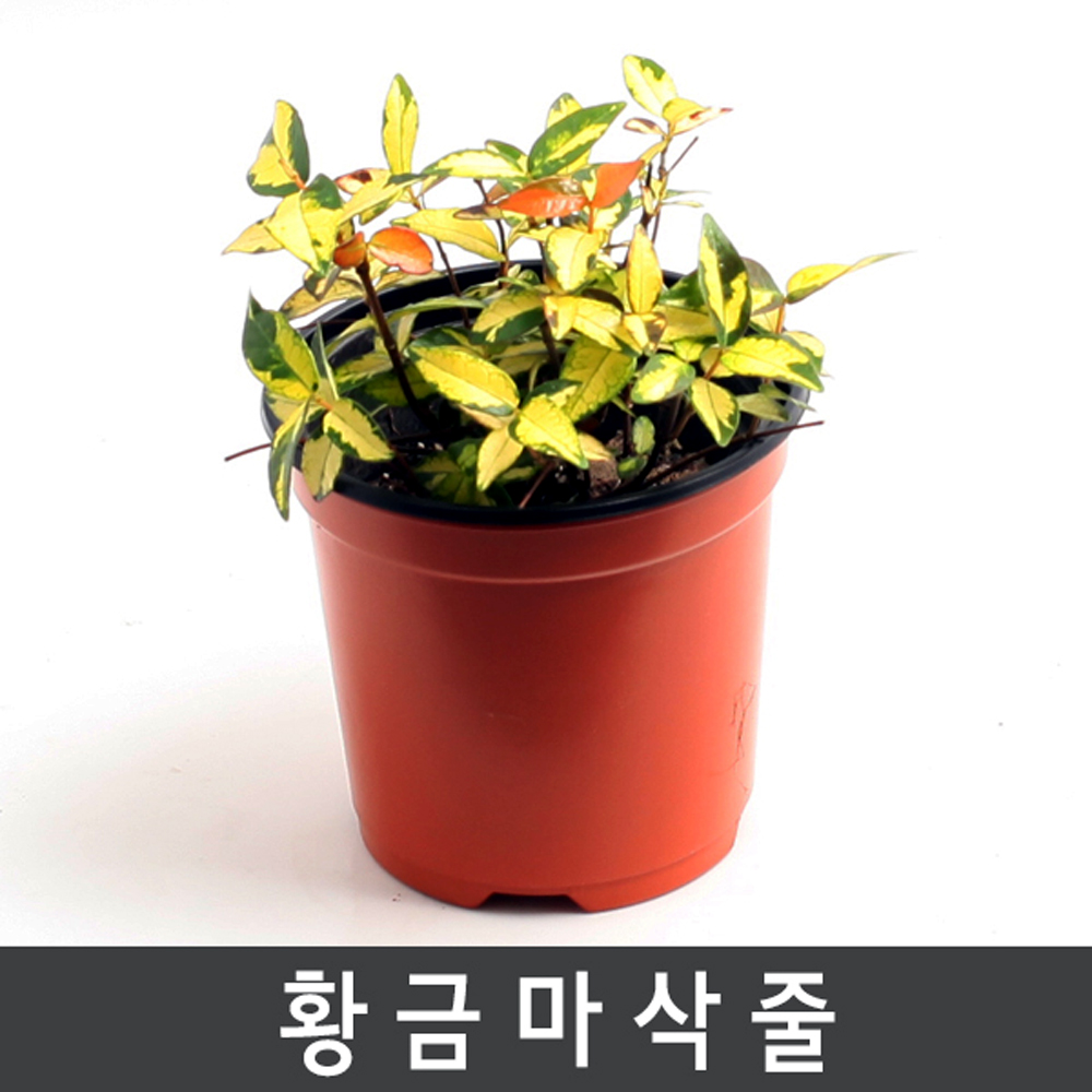 공기정화식물 황금마삭줄- 볼수록빠져드는 잎색의매력