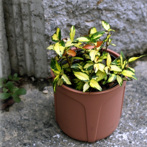공기정화식물 황금마삭줄- 볼수록빠져드는 잎색의매력