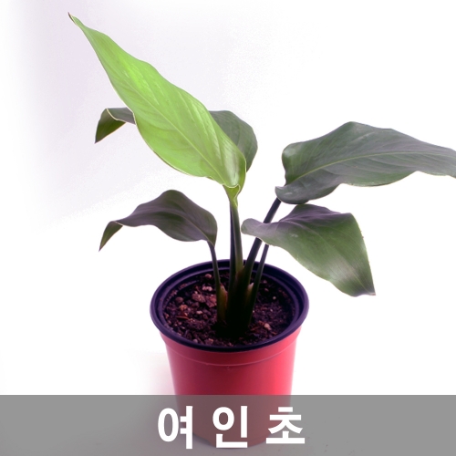 공기정화식물 여인초- 뮤렌베키아 기르기 좋은