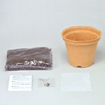 Seishin 레인보우콘 키우기 - 유리 보석 옥수수 씨앗키우기 친환경 종이화분