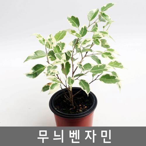 공기정화식물 무늬벤자민-공기정화능력탁월 반려식물