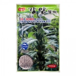 강안 참깨씨앗 3000립(펠렛코팅씨앗)-역병과 잎마름병에 강한 외대깨 품종