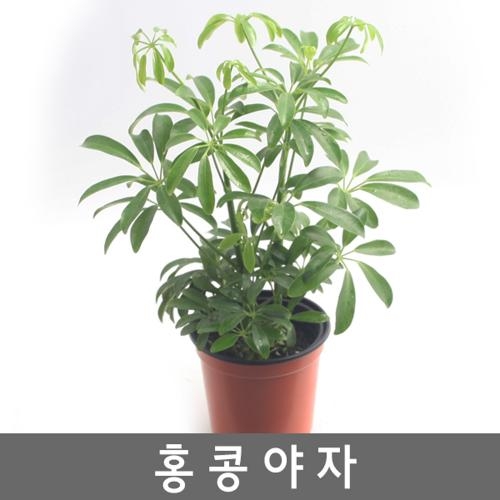 공기정화식물 홍콩야자 - 증산작용 새집증후군없애기