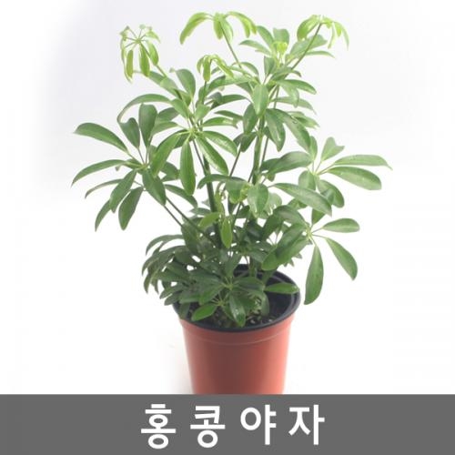 공기정화식물 홍콩야자 - 증산작용 새집증후군없애기