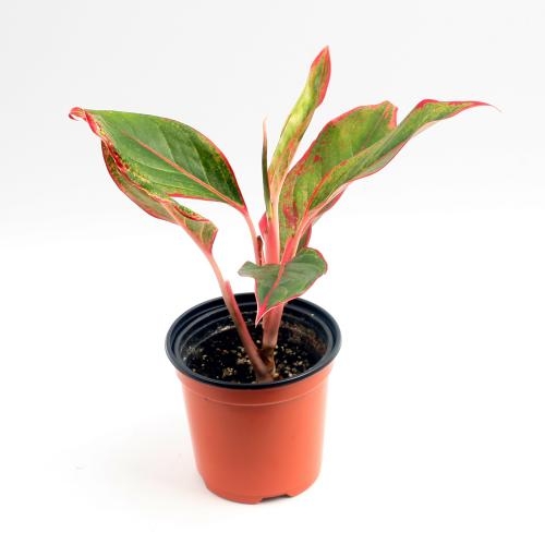 공기정화식물 시암오로라- 화려한 색감과 큰 잎사귀