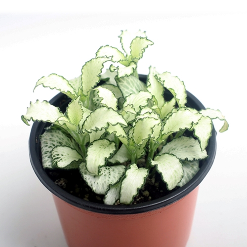 공기정화식물 화이트스타-잎이 꽃처럼이쁜 열대성식물