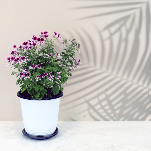 이삭 랜디제라늄(중품)-펠라고늄랜디 화려한꽃 다양한활용