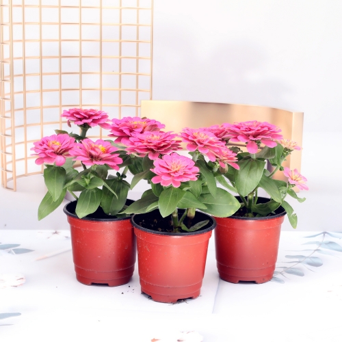 이삭백일홍모종   (1+1+1) -다양하고화려한꽃 다양한활용