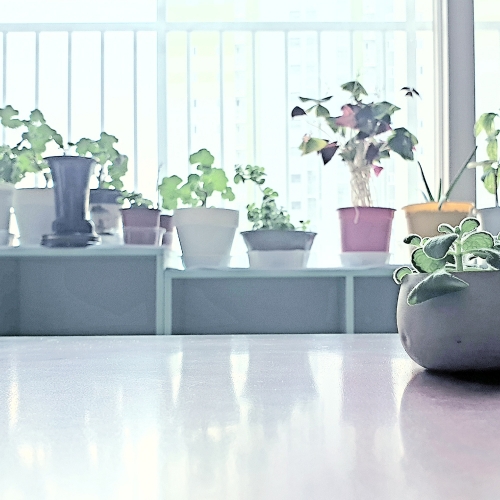 이삭 베란다 정원 공기정화식물 4개세트-홍콩야자 해피트리 녹보수 무늬벤자민