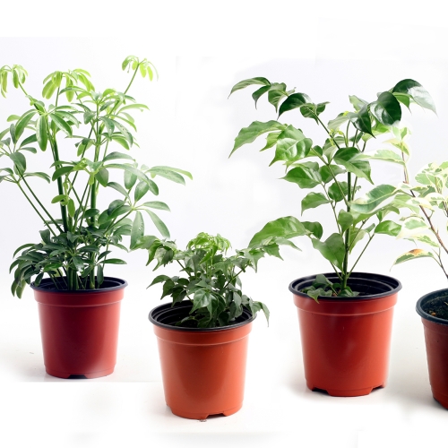 이삭 베란다 정원 공기정화식물 4개세트-홍콩야자 해피트리 녹보수 무늬벤자민