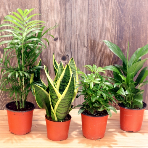 이삭 실내 공기정화식물 4개세트-스파티필름 홍콩야자 테이블야자 산세베리아