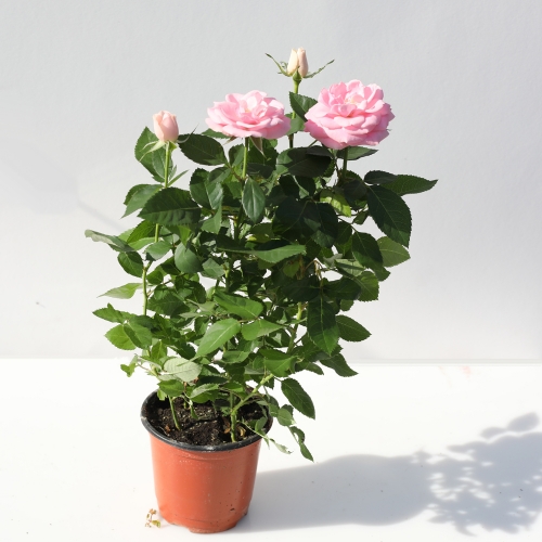 이삭 매혹적인 장미나무1+1 - 꽃말 사랑 순수 존경  인테리어화분 반려식물