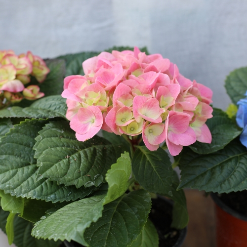 이삭 수국 - 풍성하고 아름다운 꽃 꽃말 냉정 진실한 사랑