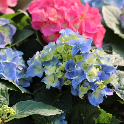 이삭 수국 - 풍성하고 아름다운 꽃 꽃말 냉정 진실한 사랑