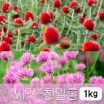 [조이가든]천일홍 씨앗_1kg