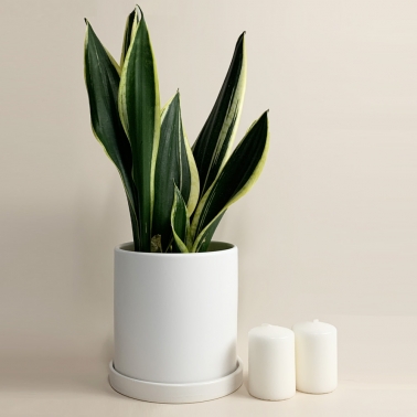 [득템찬스] 세라믹 화이트 도자기 화분 16호