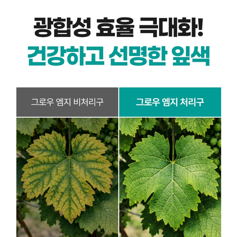 그로우Mg 황산마그네슘 비료 20kg 입상 황산고토 비료