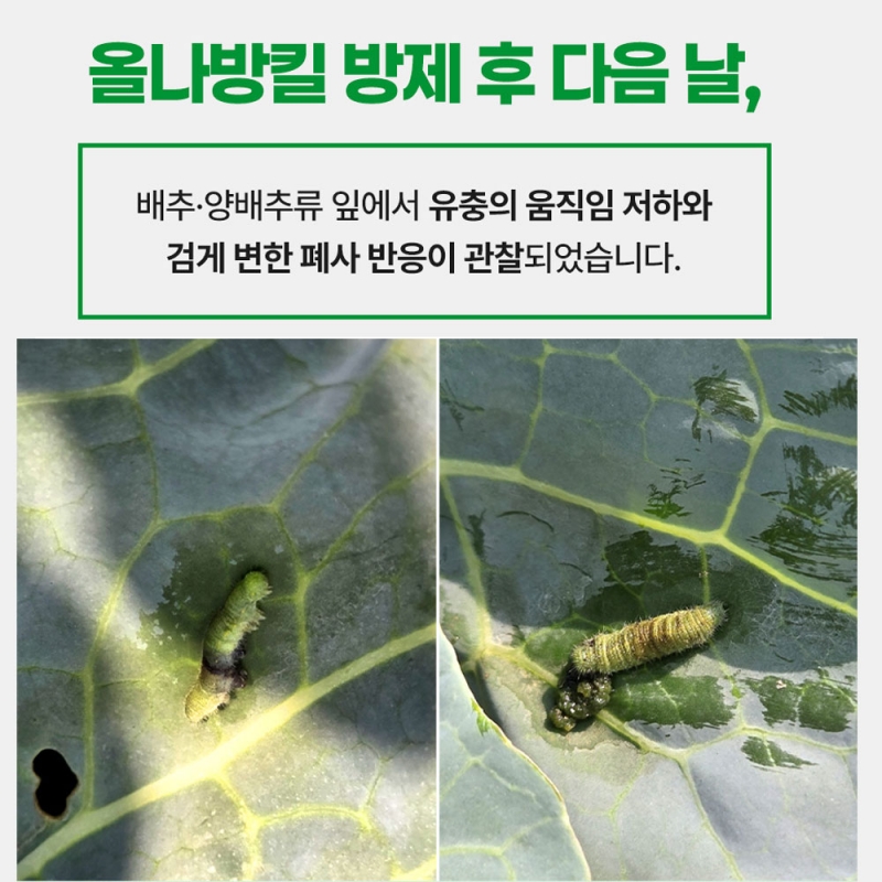 올나방킬 250g 미국흰불나방 배추 좀나방 친환경 살충제 유기농업자재 농약 아님