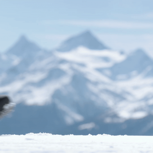 2526 니데커 스노우보드 부츠 키타 APX - 블랙 (N.26.BTM.KTX.BK)