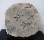 새발자국 화석모형