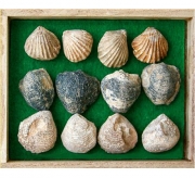 조개화석 3종12개