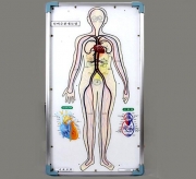 인체혈액순환계모형(LED)