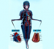 인체혈액순환계모형(8차 새교육용)