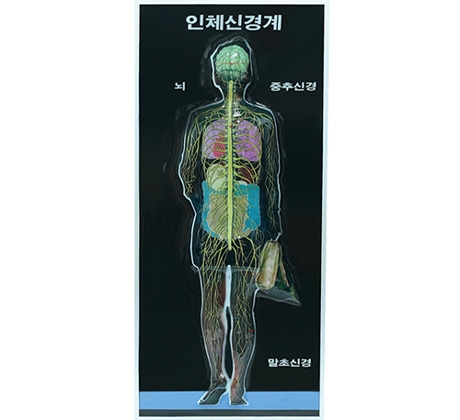 신경계모형(8차 새교육용)