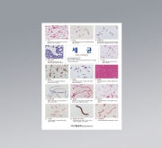 세균(판넬)
