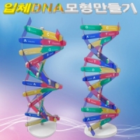 뉴 DNA 입체 모형 만들기(1인용/10인용)