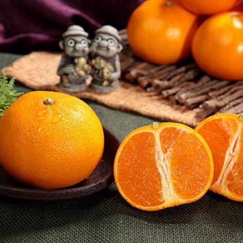 제주 산지직송 천혜향 중대과 2.5kg 10-13과